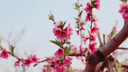 人間四月芳菲盡，桃花朵朵映中聯(lián)！